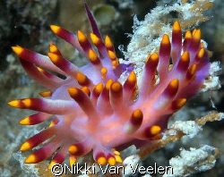 Nudi on the Rosalie Moller wreck, taken with E300 and 50m... by Nikki Van Veelen 